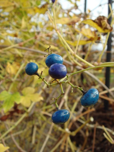 Parthenocissus brevipedunculata 'Elegans' fruits